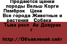 Продаются щенки породы Вельш Корги Пемброк › Цена ­ 40 000 - Все города Животные и растения » Собаки   . Тыва респ.,Ак-Довурак г.